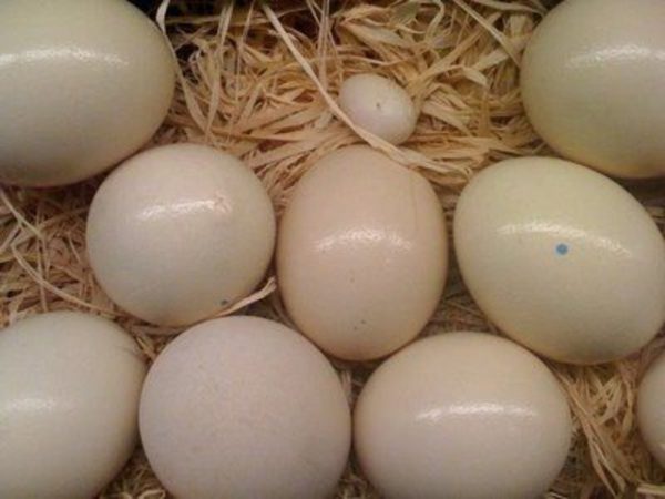 Buy Cockatoo Eggs