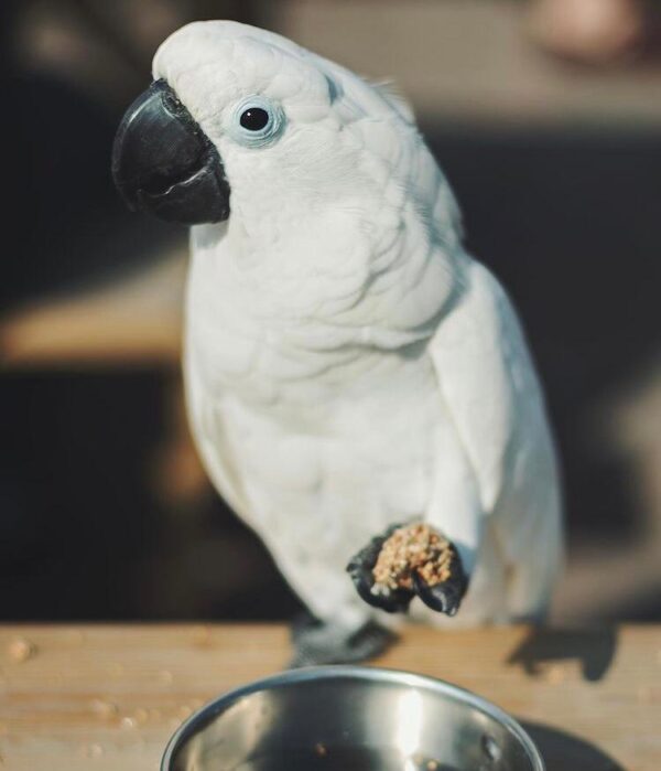 Caparrotua Cockatoo