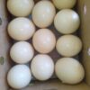 Buy Hyacinth Macaw Eggs