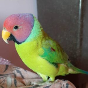 Buy Plum Headed Parakeet Online