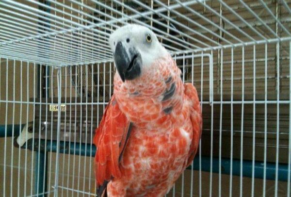 Red Factor African Grey Parrots 