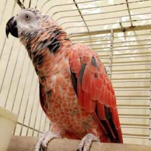 Red Factor African Grey Parrots 