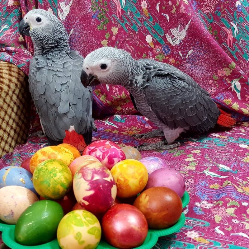 Buy Congo African grey parrot Online mikabirdsfarm